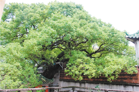 滨州市启动古树名木抢救复壮项目，守护自然遗产，重塑古树风采