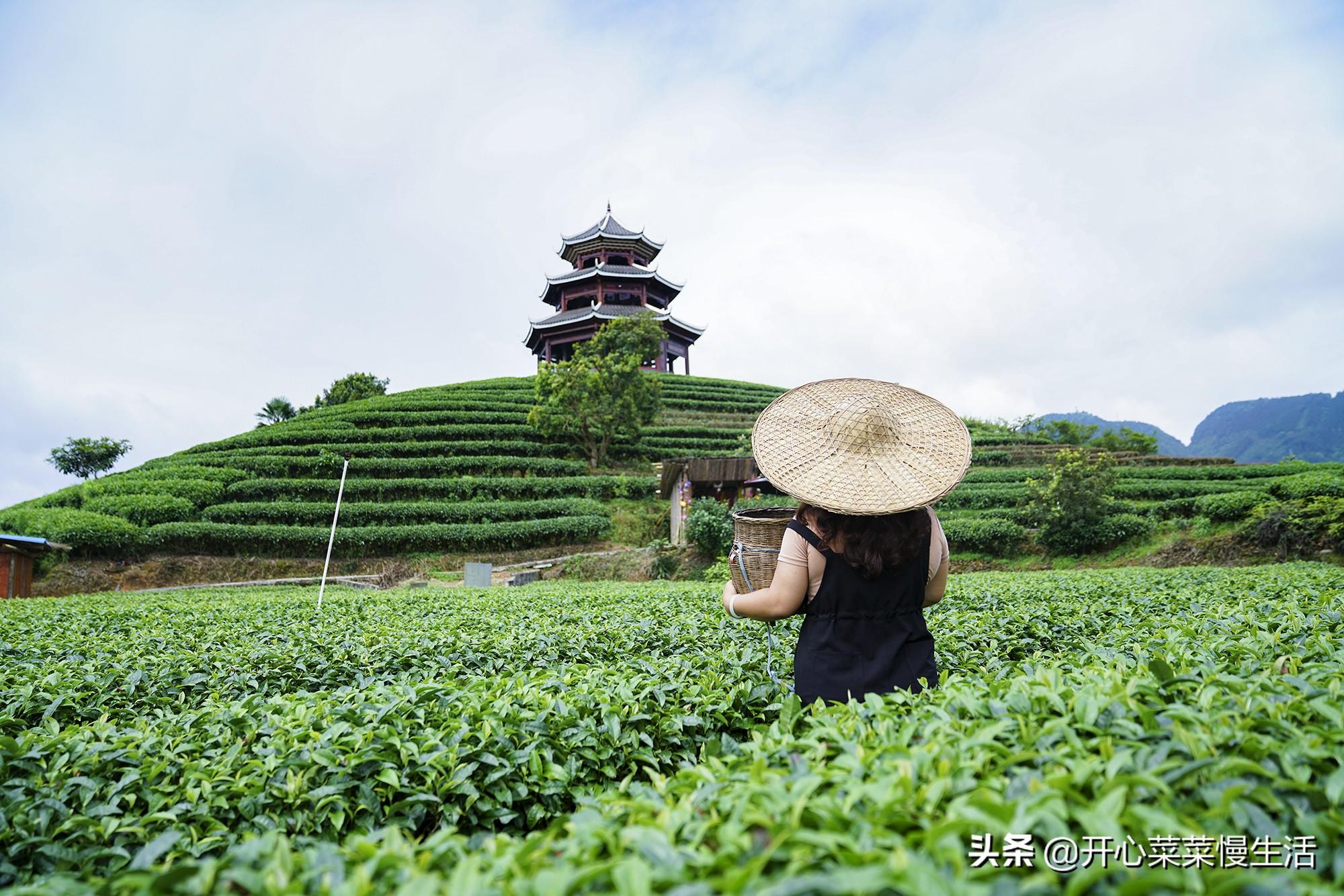 广西三江初冬茶园美景如画