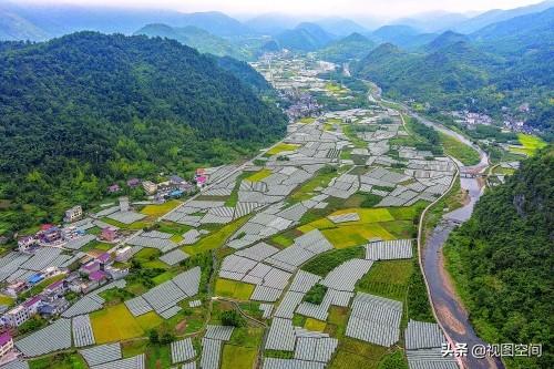 广西漠川乡银杏季，金黄海洋中的诗意画卷