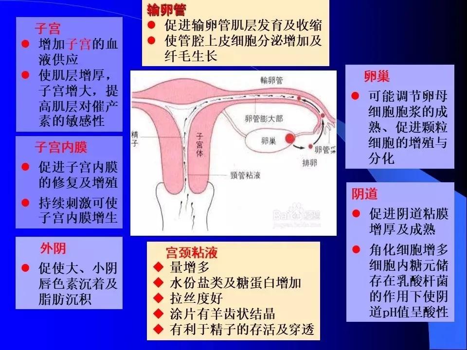 养生食谱，女性激素平衡之道