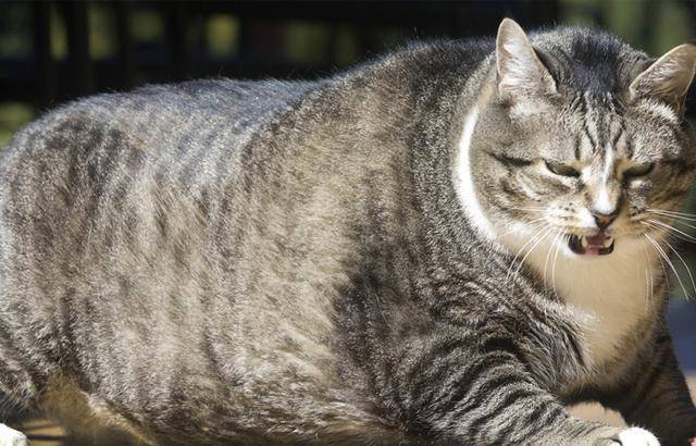 胖猫魅力何在？探秘其梗趣横生的原因