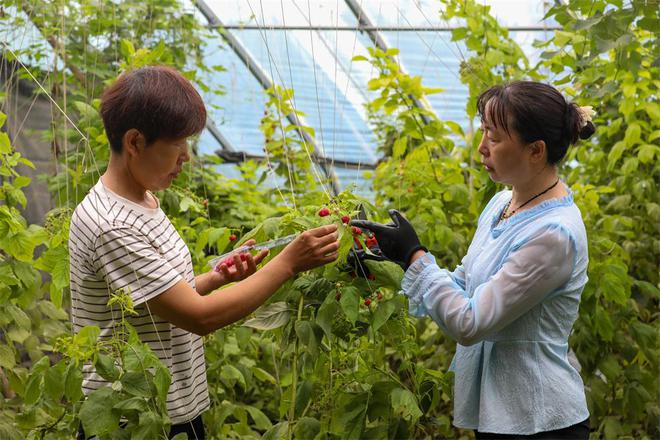 保定竞秀区农技专家指导冬小麦田间管理技巧