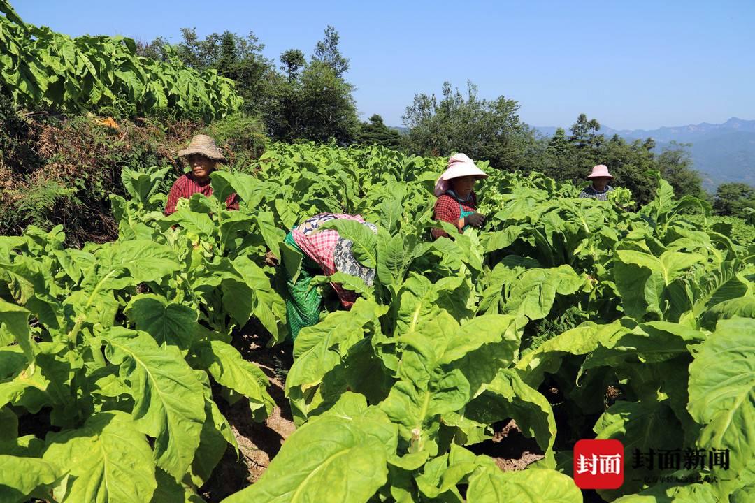 屏山县首届中小学生劳动技能大赛，挖掘潜力，闪耀技能之光