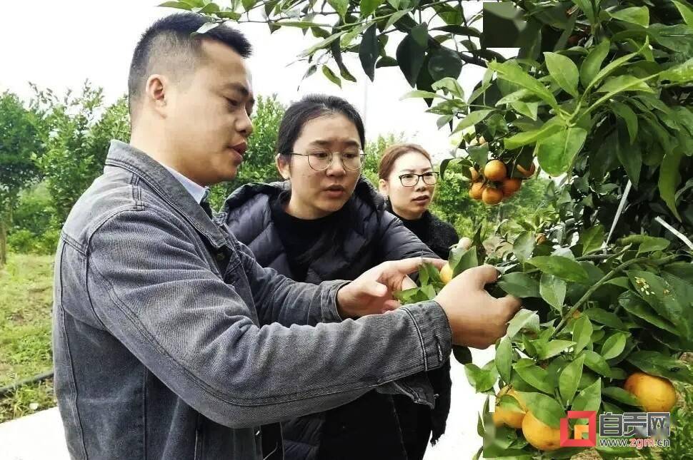 赤水柑橘丰收采摘季热火朝天