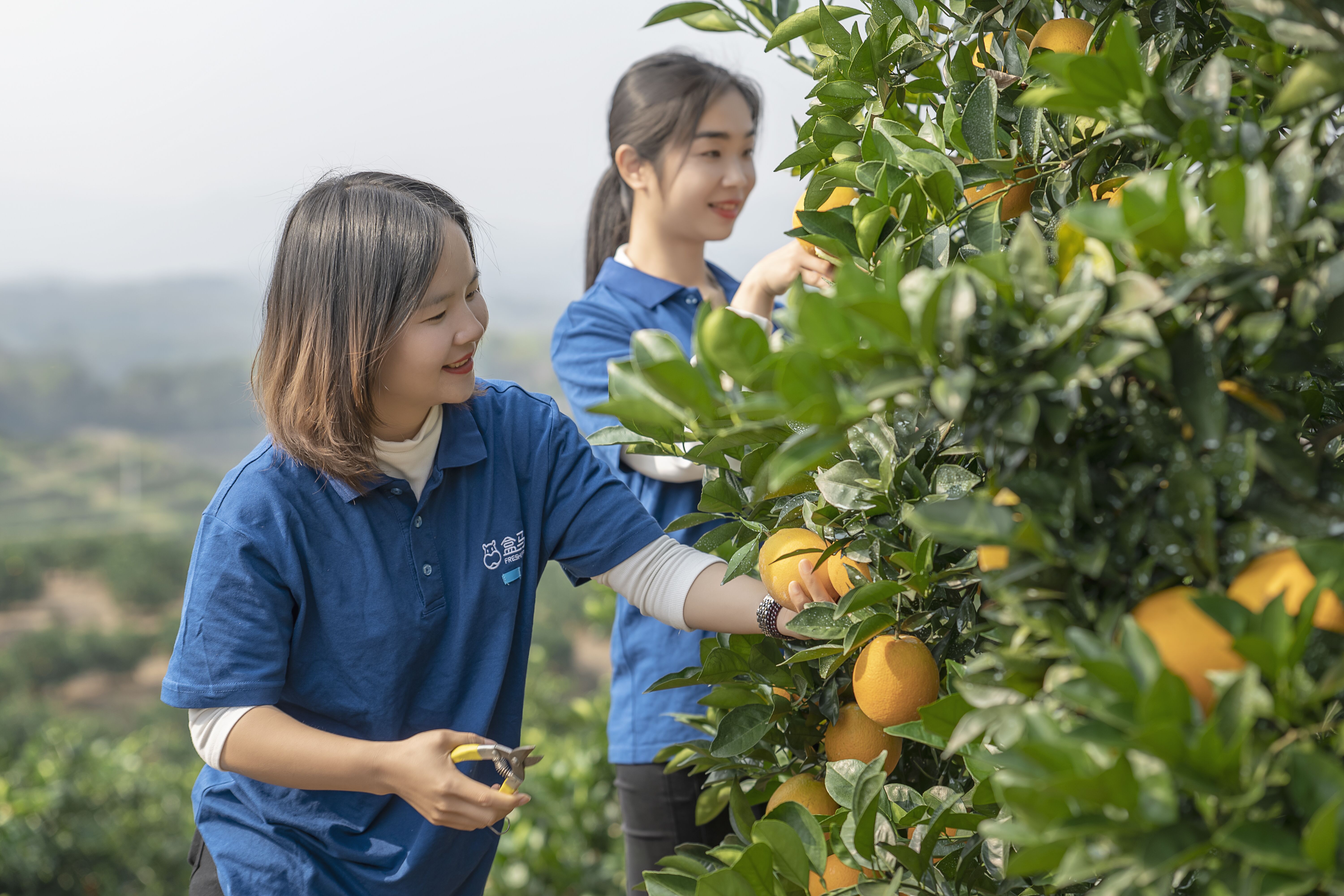 赣南脐橙推荐官招募活动盛大启动，橙邀天下客，共享甜蜜盛宴