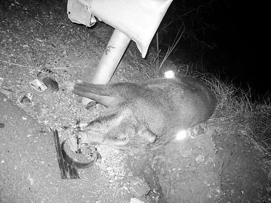 男子撞飞两头野猪被判全责，引发对人与野生动物相处边界的思考