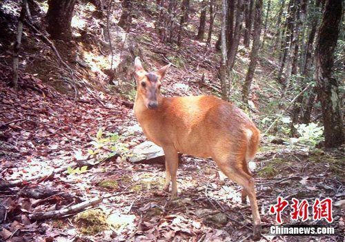 湖北神农架陆生野生脊椎动物新记录，生态繁荣的见证与增长