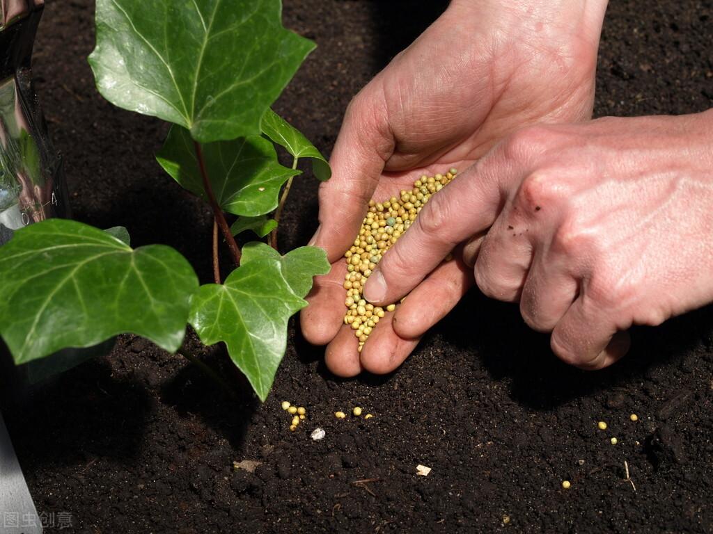 秋冬蔬菜移栽，勤劳播种迎丰收季节