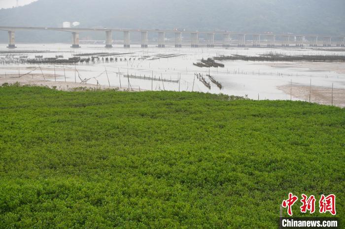 解锁福建宁德绿富美密码，红树林变金树林的奇迹