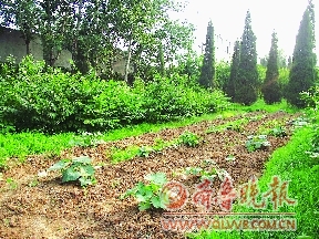 法国荒地变中国菜园，跨国绿色传奇