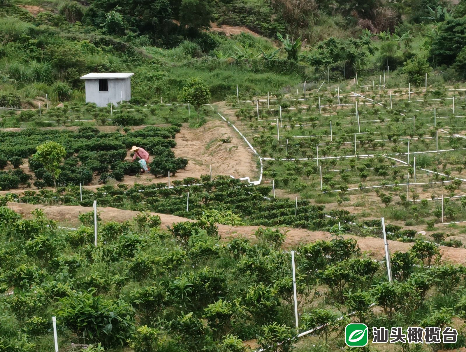 潮南红场茶产业，做活山文章，年产值达1.95亿元，助力乡村振兴发展