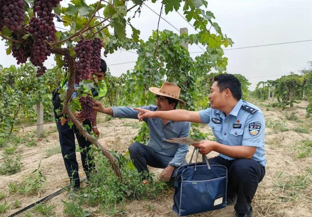 田间警务守护丰收的乐章，新村派出所守护记