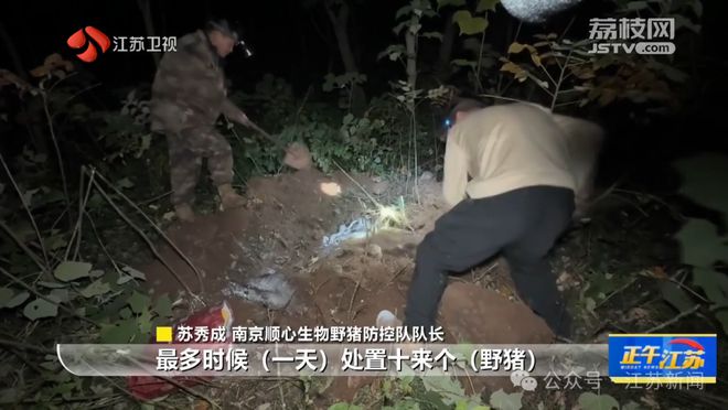 南京老山发现巨大野猪踪迹，捕猎行动背后的故事