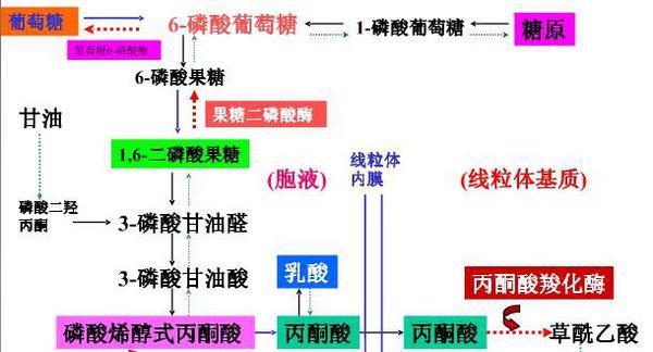 全球开放背景下的代谢解析生物样本库，糖的重要性不容忽视