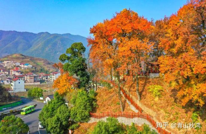 秦岭枫景，如画之韵