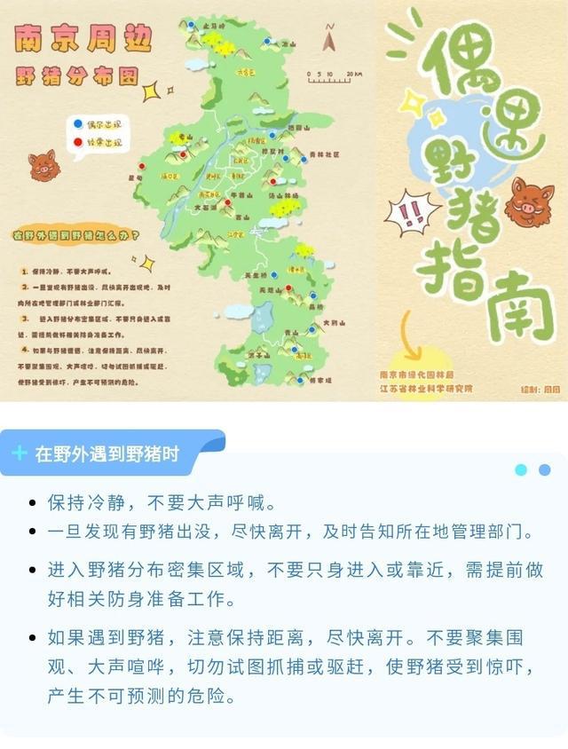 南京积极调控野猪数量，探索生态平衡新路径